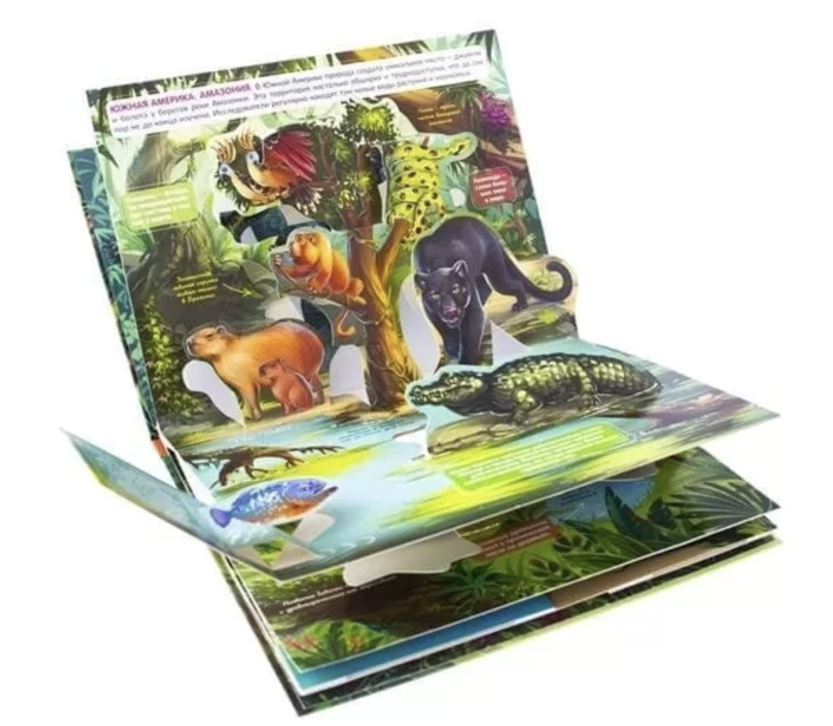 Джунгли. Энциклопедия Pop up. Книжка-панорамка