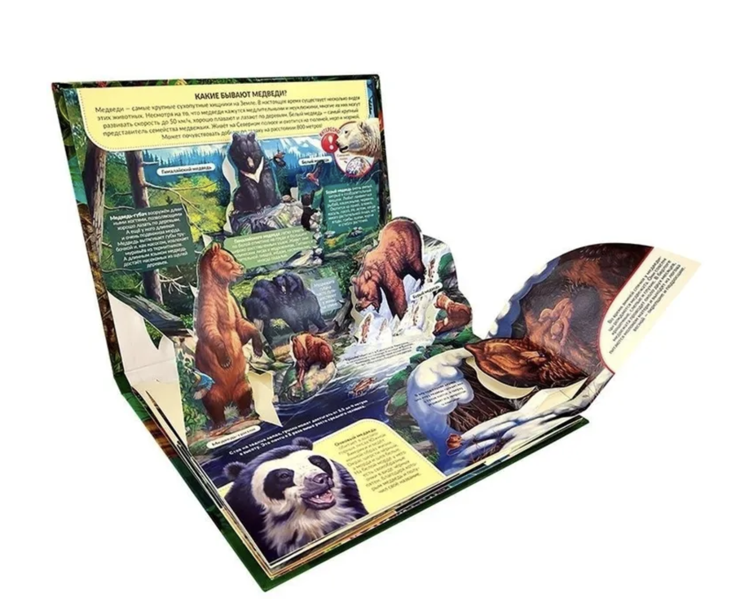 Хищники. Энциклопедия. Pop up. Книжка-панорамка