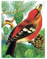 Чей нос лучше? Сказки. Бианки Виталий Валентинович