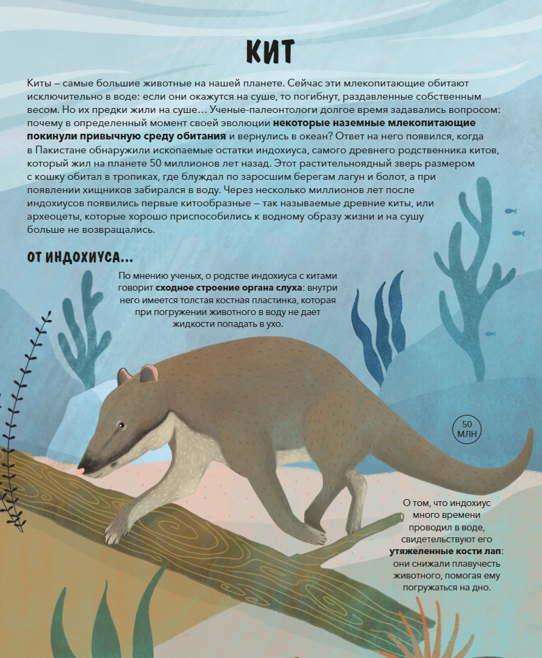 Эволюция Как изменилась жизнь за миллиарды лет. Дуниа Рахван