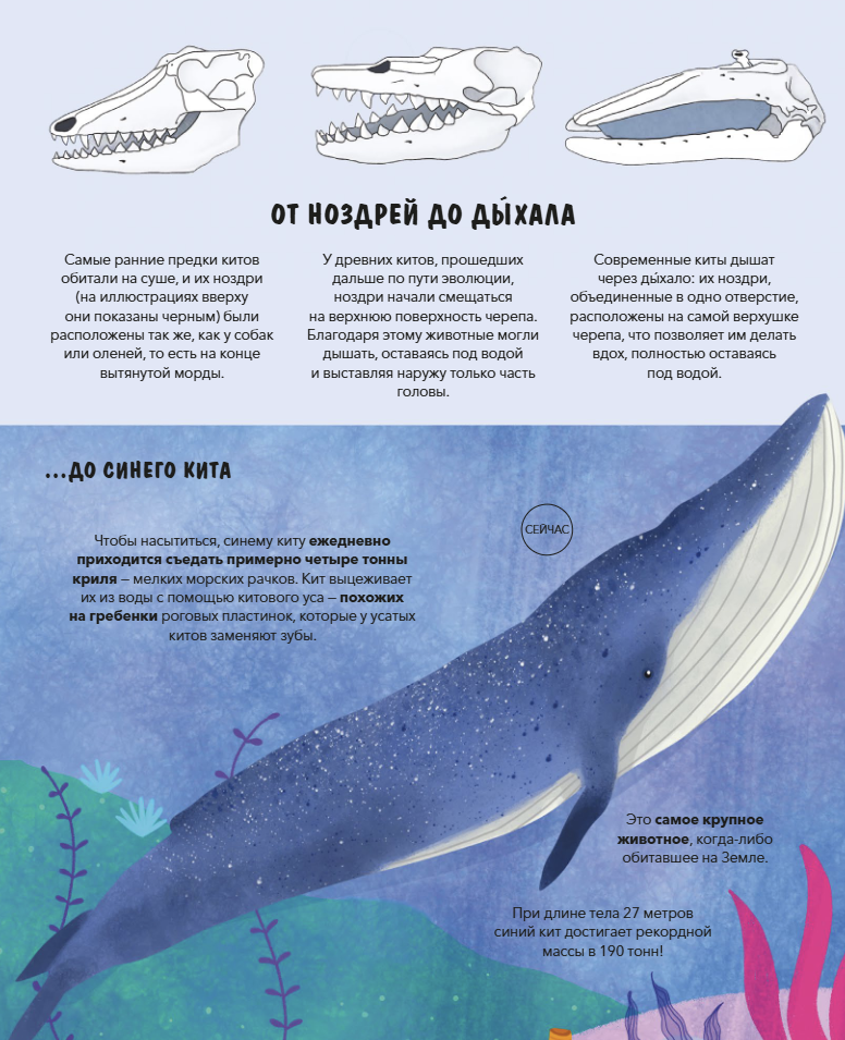 Эволюция Как изменилась жизнь за миллиарды лет. Дуниа Рахван