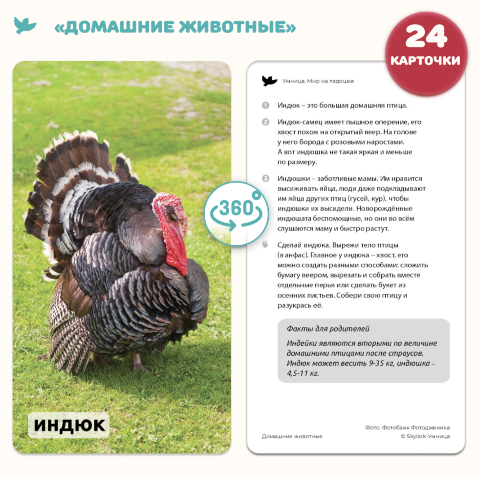 Мир на ладошке. Домашние животные и Музыкальные инструменты. Энциклопедия для детей в фотографиях. Развивающие карточки для малышей