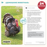 Мир на ладошке. Домашние животные и Музыкальные инструменты. Энциклопедия для детей в фотографиях. Развивающие карточки для малышей