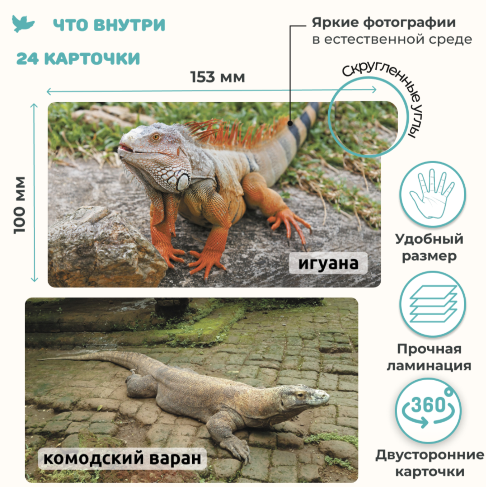 Мир на ладошке. Рептилии. Энциклопедия для детей в фотографиях. Развивающие карточки для малышей