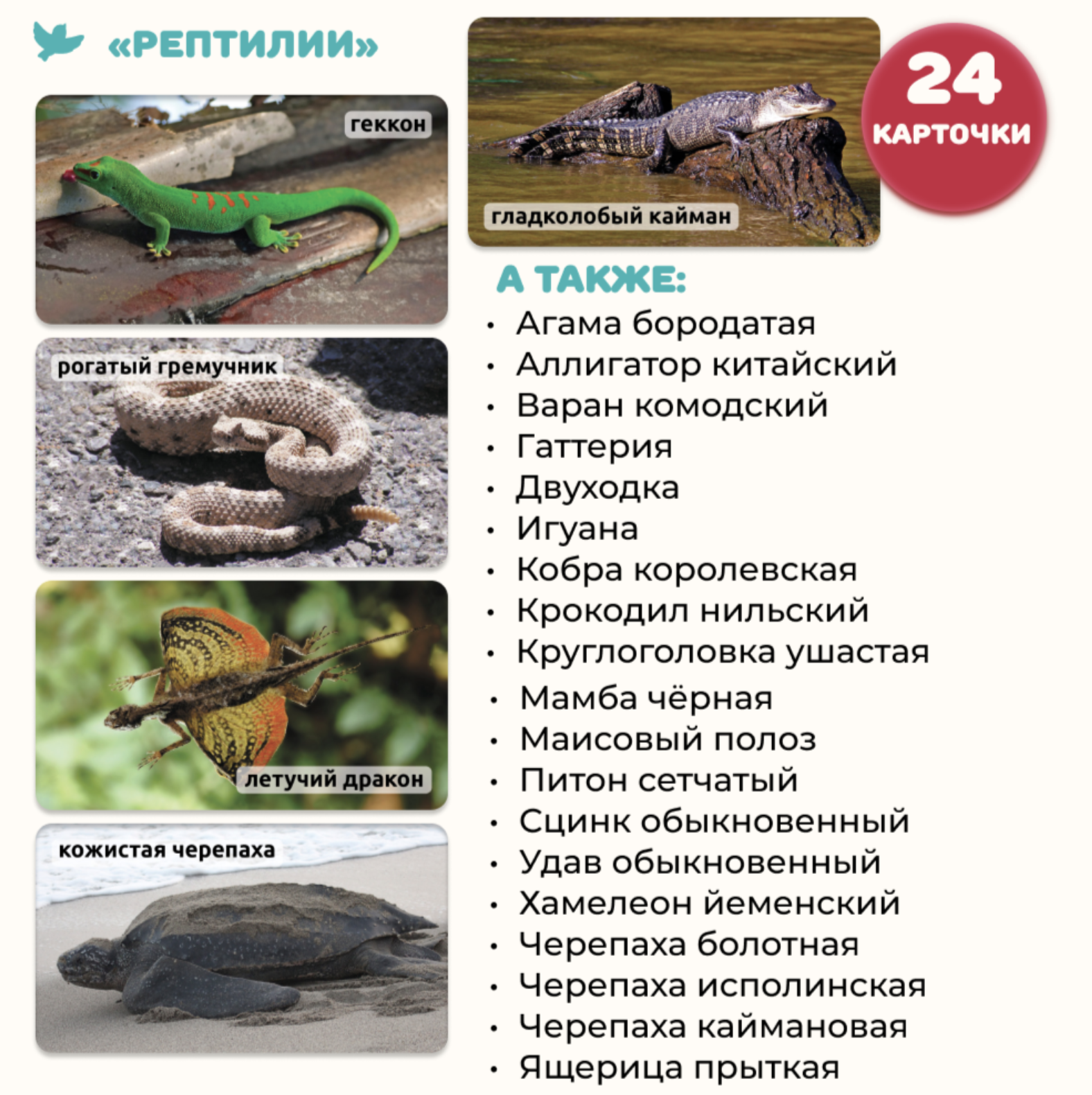 Мир на ладошке. Рептилии. Энциклопедия для детей в фотографиях. Развивающие карточки для малышей