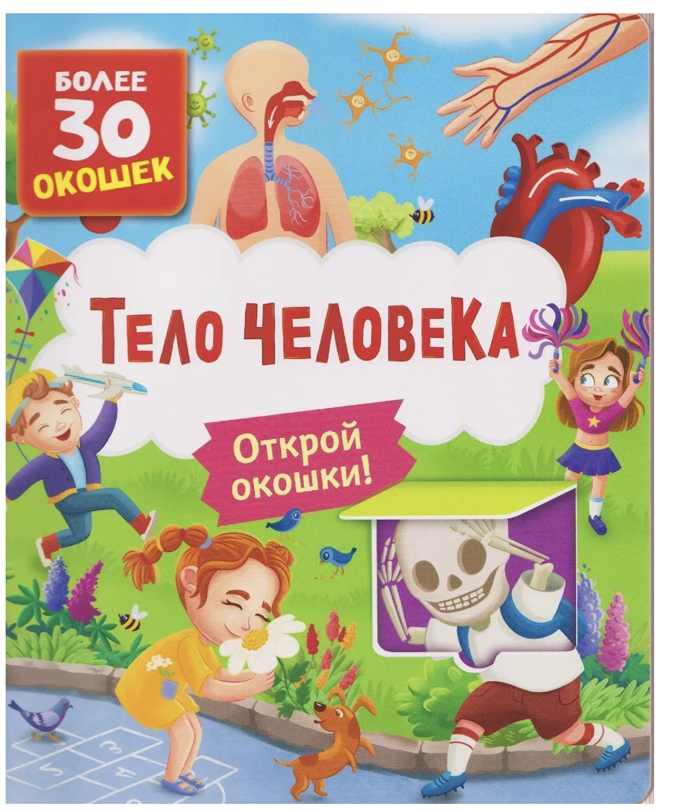 Книжка с окошкам. Тело человека