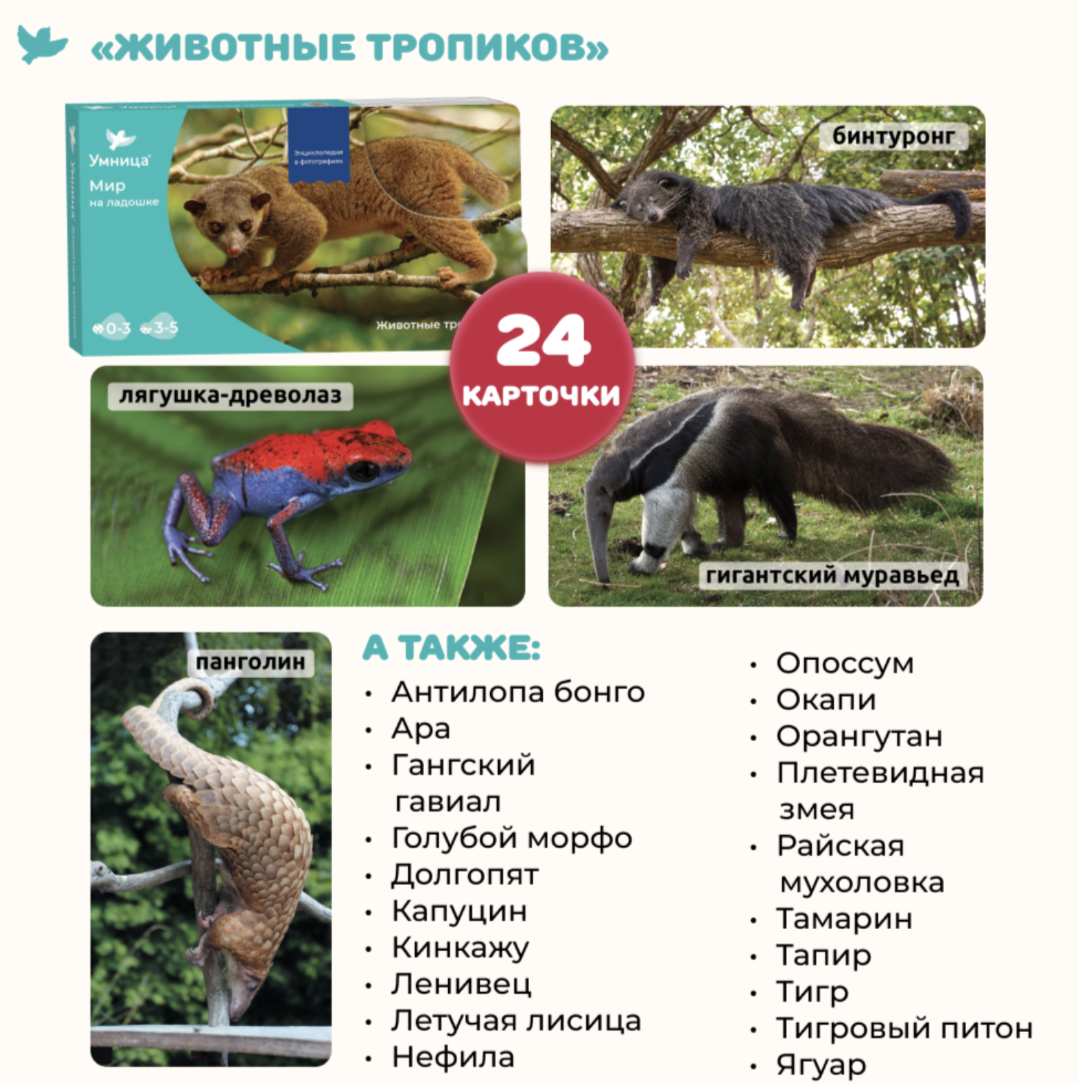 Мир на ладошке "Тигр". Детская энциклопедия в фотографиях. Развивающие карточки для малышей