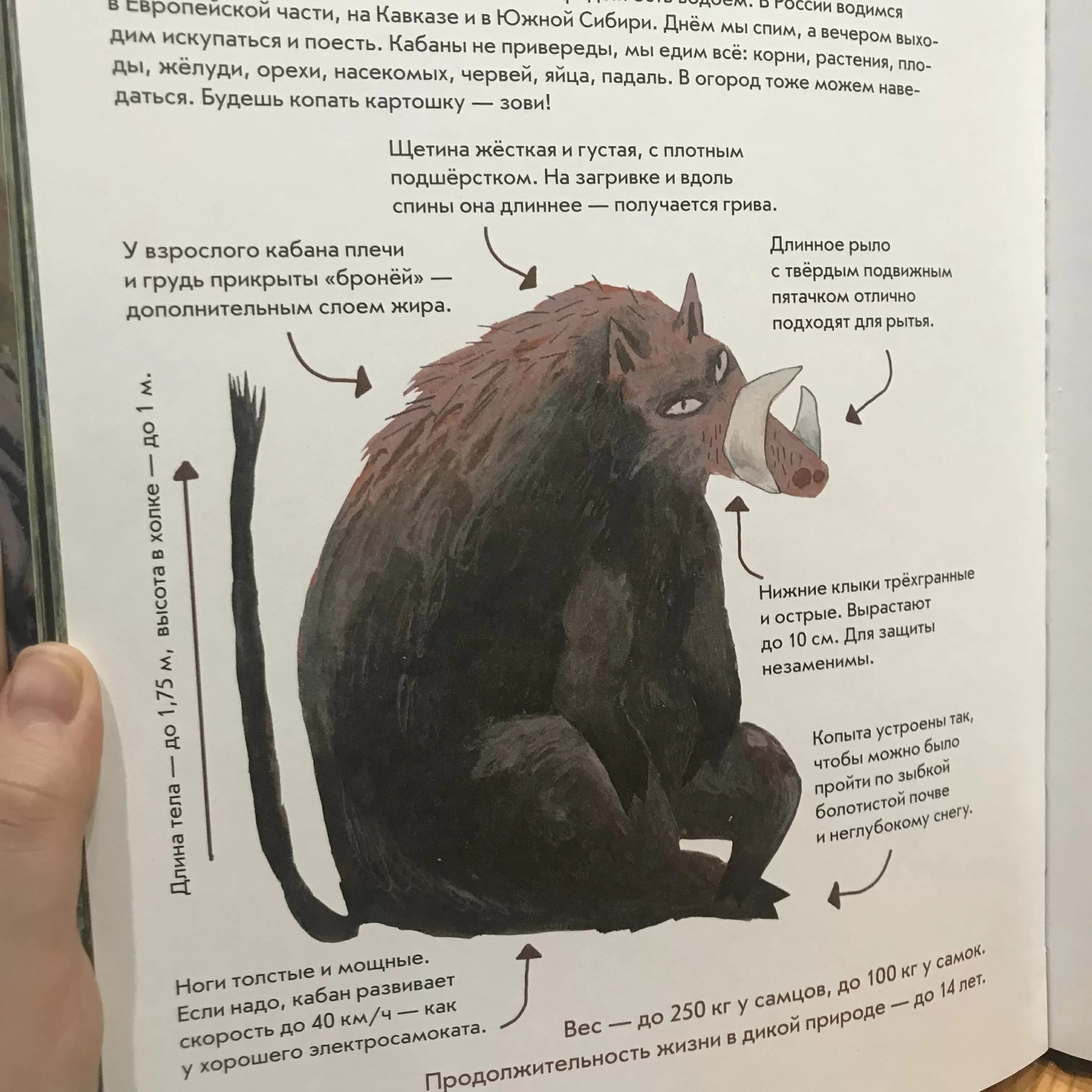 Я кабан, а вы вонючки! Димитрова Даша, Дергачёва Ольга