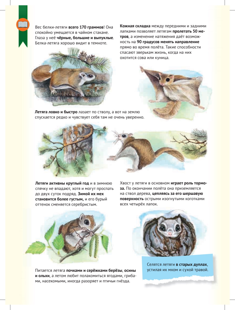 Кто где живёт? Звери и птицы леса. Марина Тиходеева