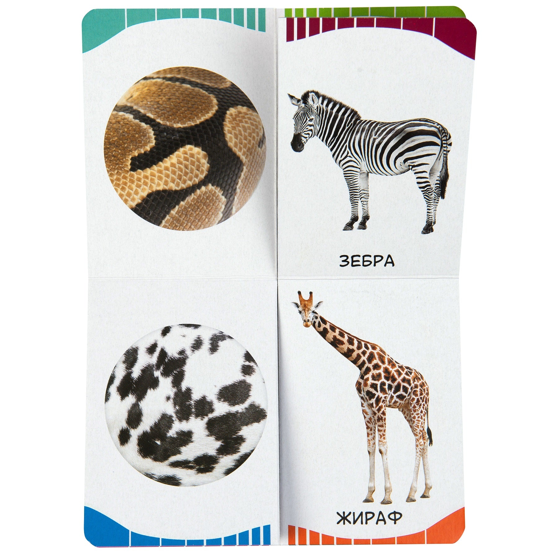 Пятнышки-полоски. Первые слова