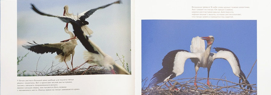 Белый аист. Посланец неба. Черный аист. Лесной отшельник. Николай Шпиленок