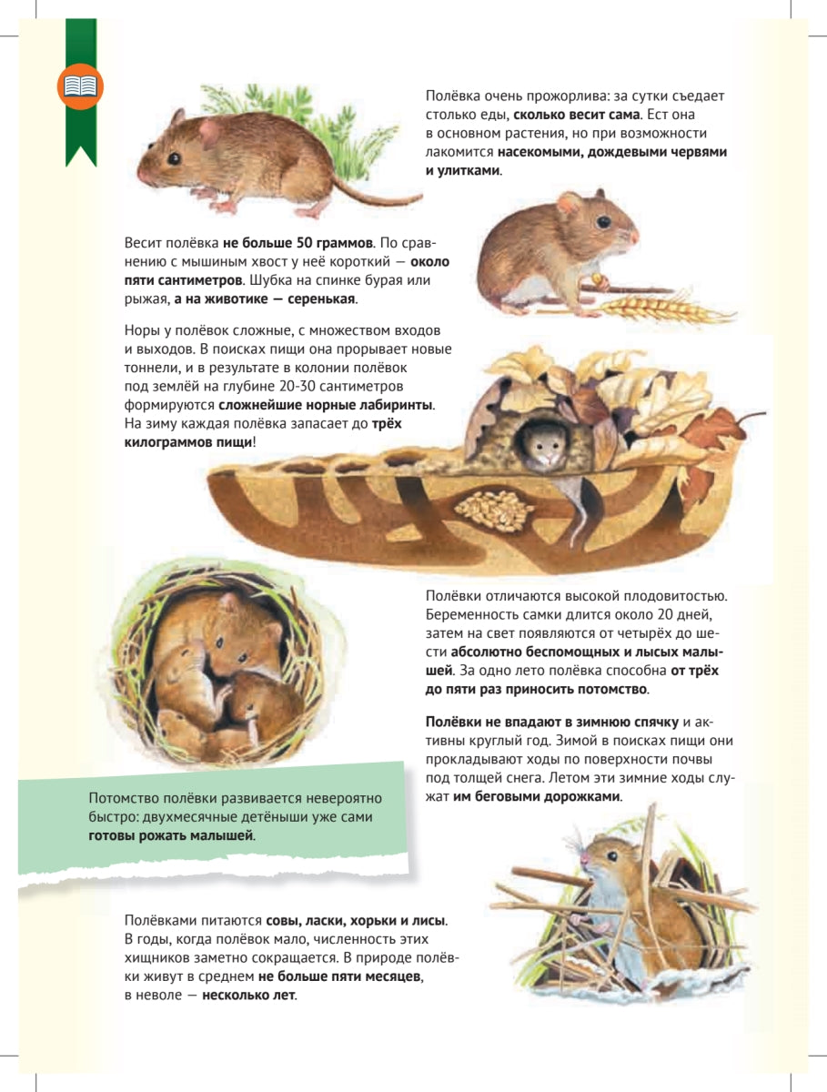 Кто где живёт? Звери и птицы леса. Марина Тиходеева
