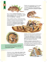 Кто где живёт? Звери и птицы леса. Марина Тиходеева