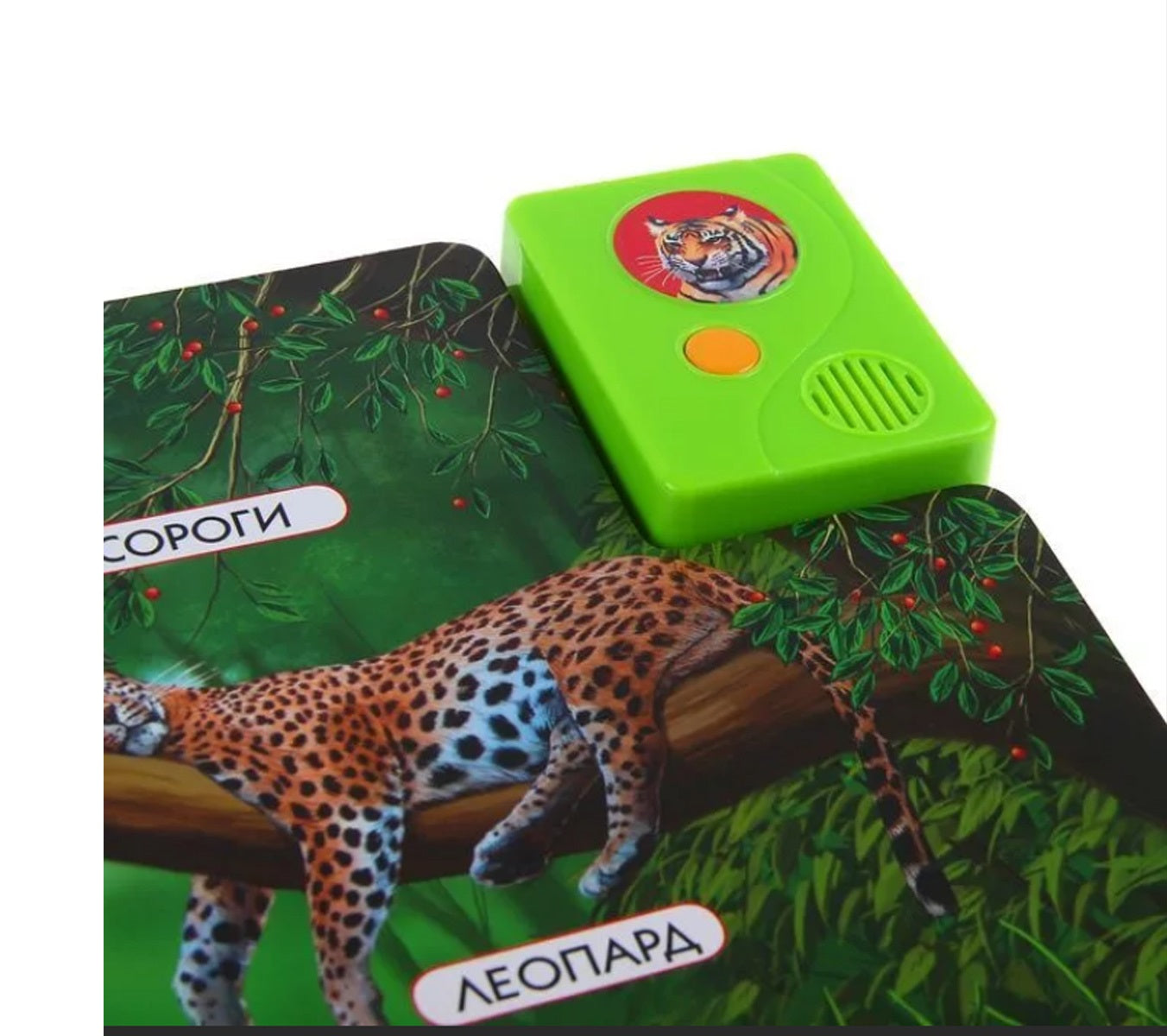 Кто прячется в джунглях?