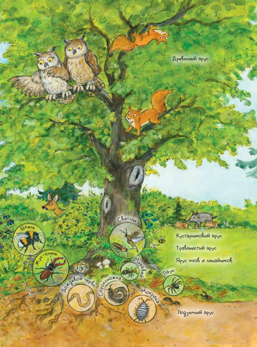 Бобёр Боря-следопыт! Кто прячется в лесу? Книжка подготовишки. Инга Рамке