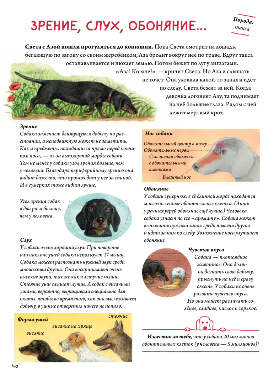 Моя самая красивая книга о кошках и собаках. Сюзанна Риха