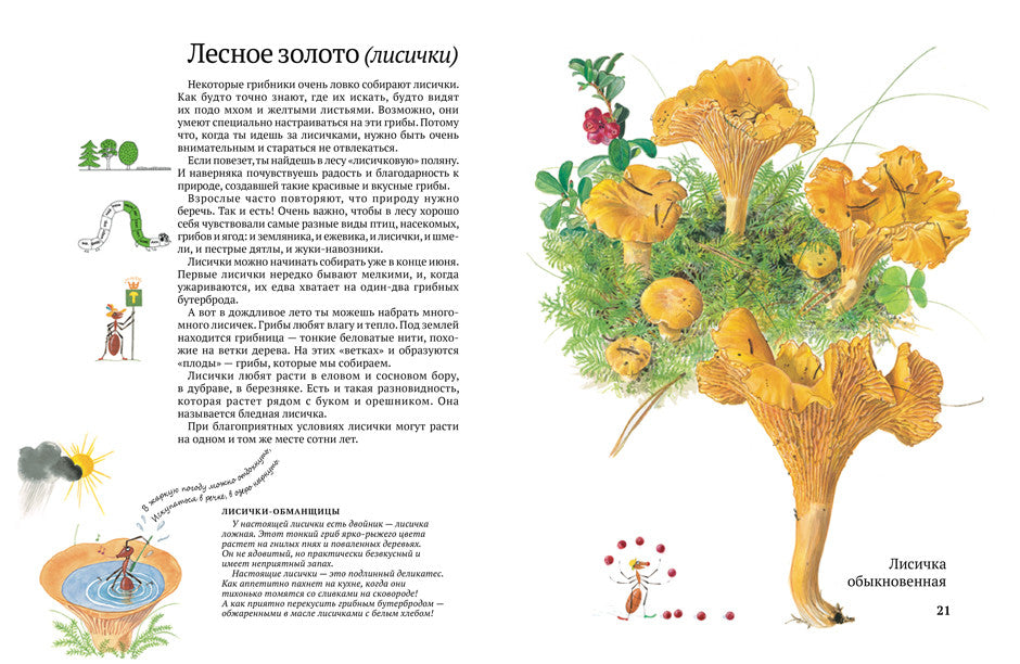 Софи в мире грибов. Стефан Каста, Бу Мосберг