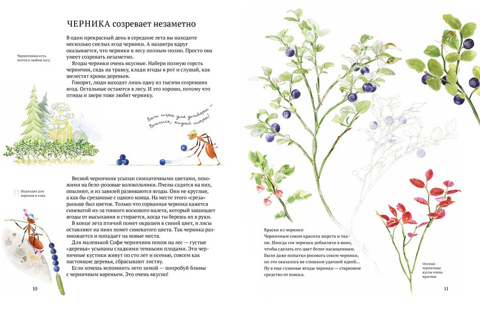 Софи в мире ягод. Стефан Каста, Бу Мосберг