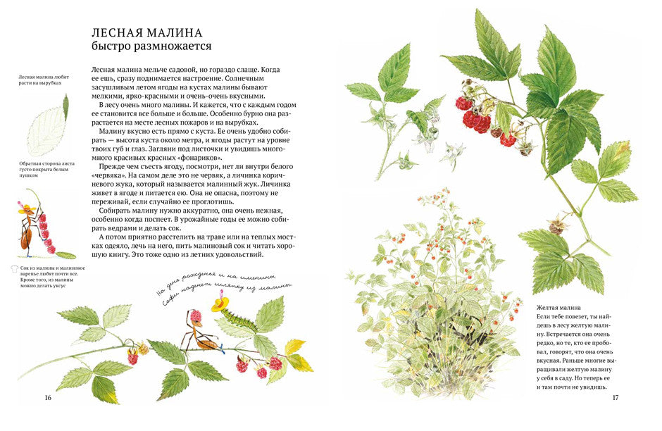 Софи в мире ягод. Стефан Каста, Бу Мосберг