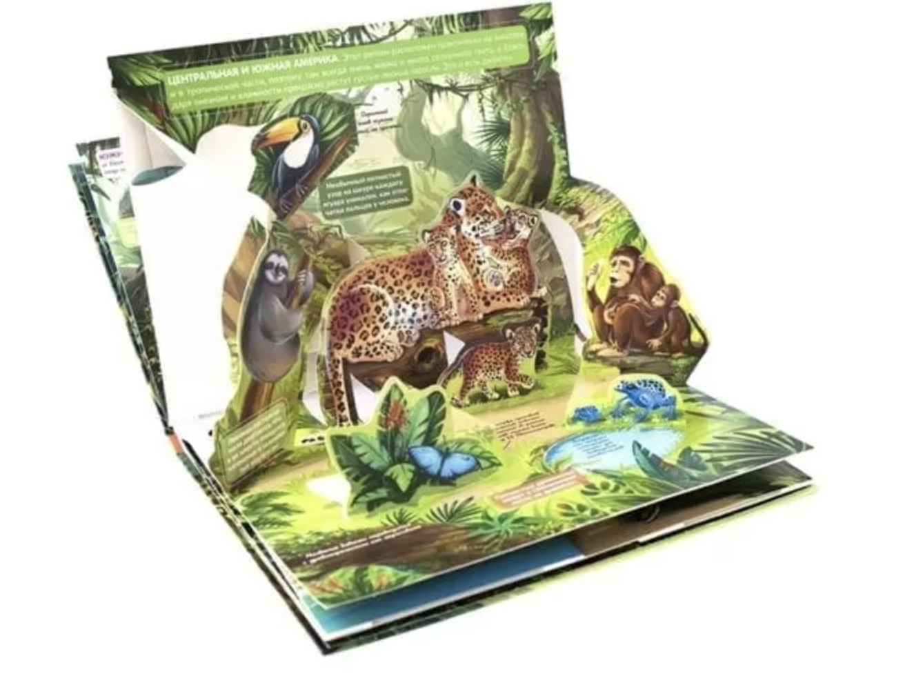 Джунгли. Энциклопедия Pop up. Книжка-панорамка