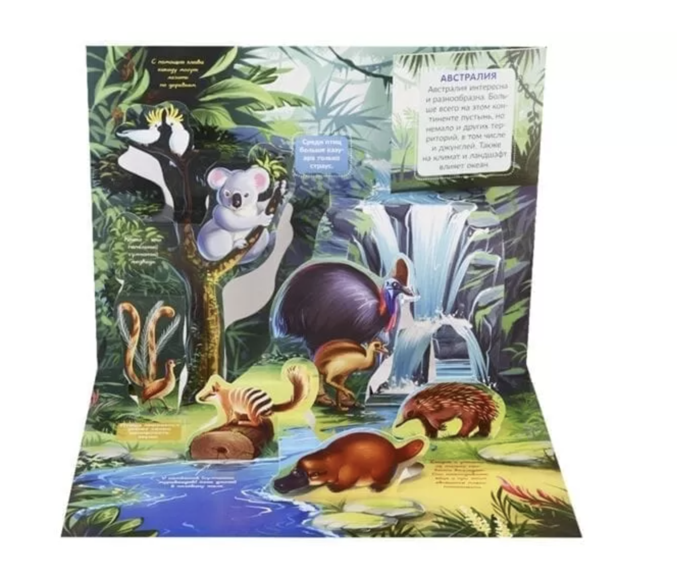 Джунгли. Энциклопедия Pop up. Книжка-панорамка