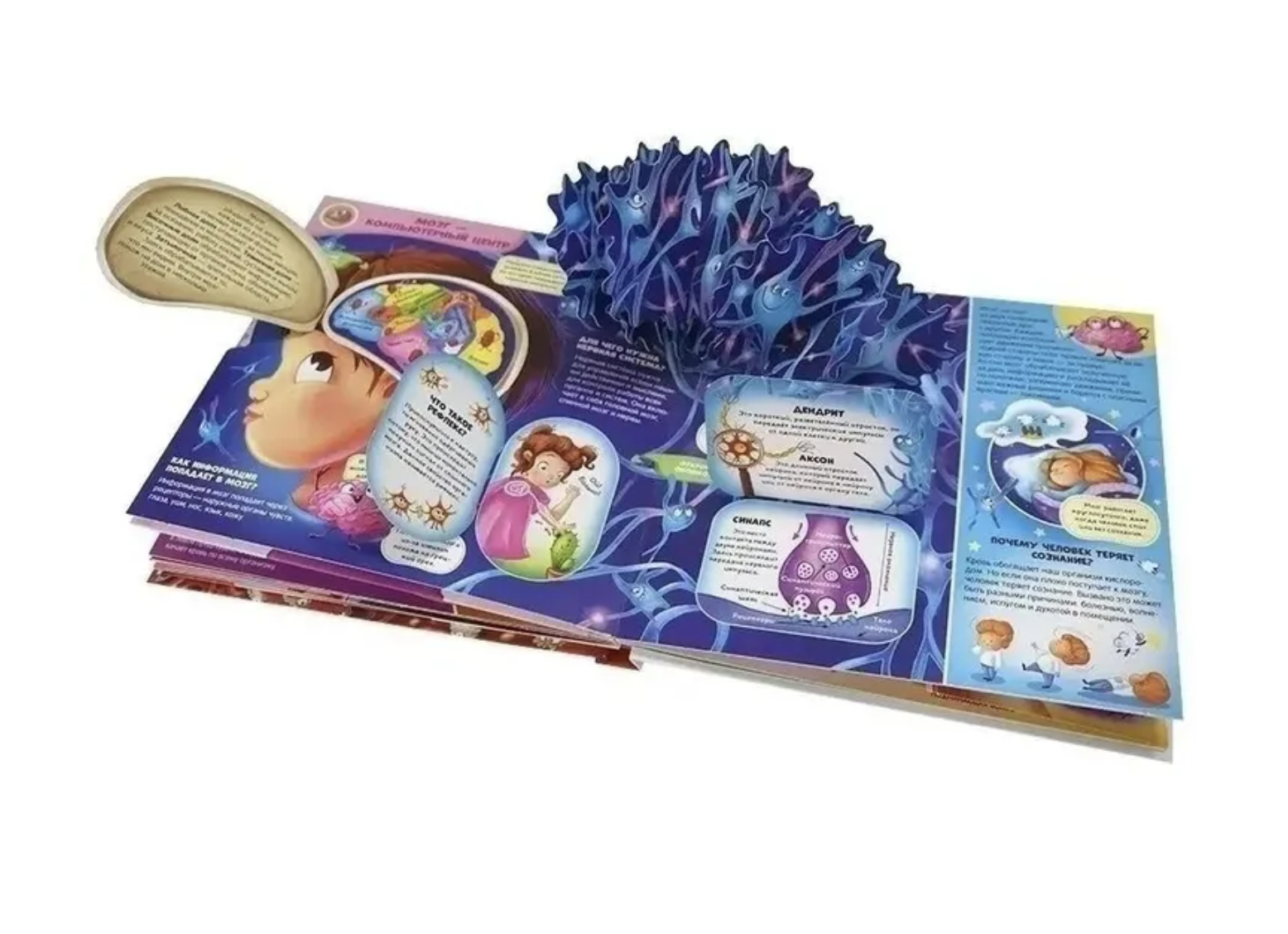 Анатомия - интерактивная энциклопедия с панорамными иллюстрациями. Всё от скелета до мозга