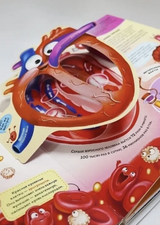 Анатомия - интерактивная энциклопедия с панорамными иллюстрациями. Всё от скелета до мозга