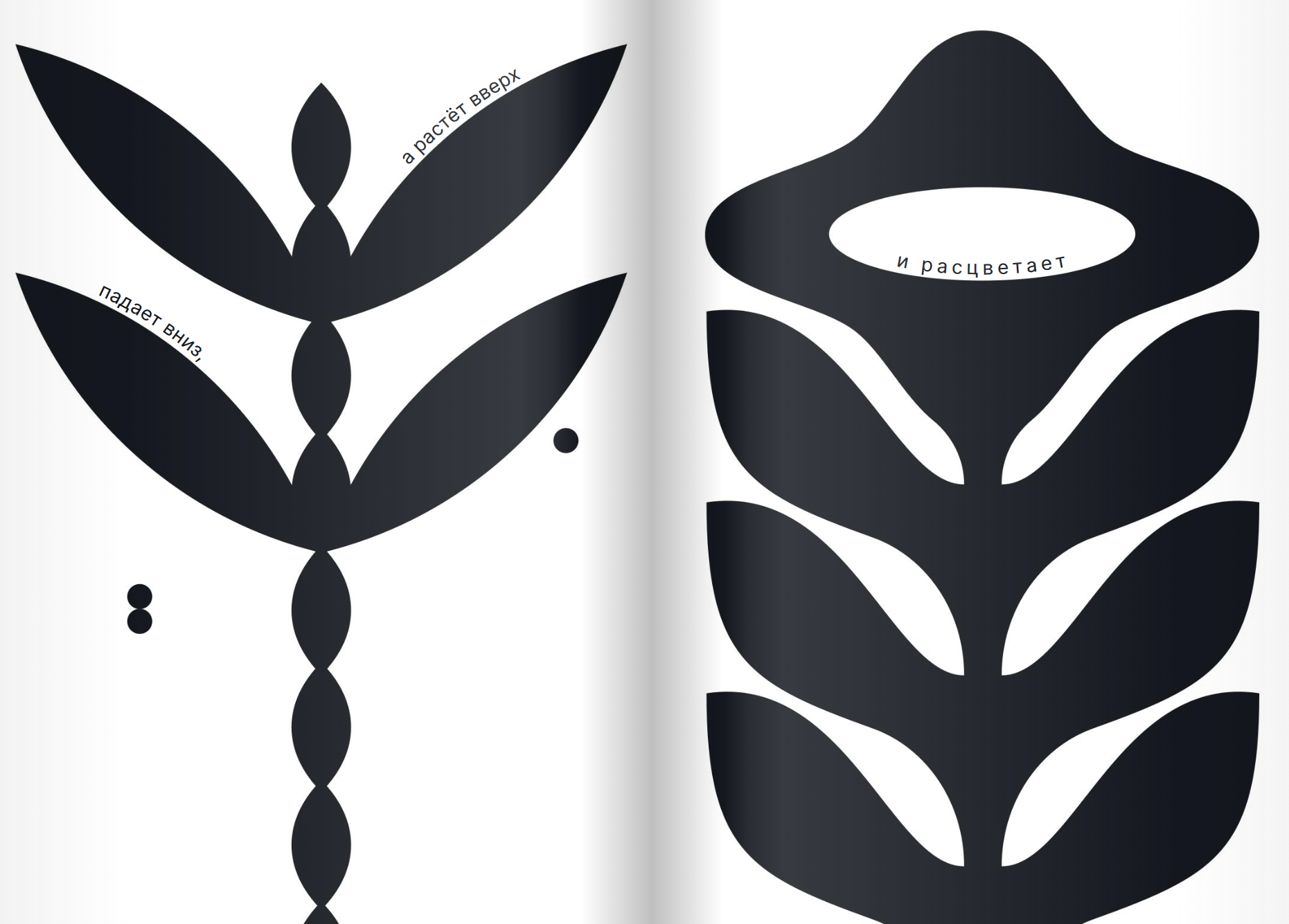 Как семечко становится цветочным полем. Катя Цитрус