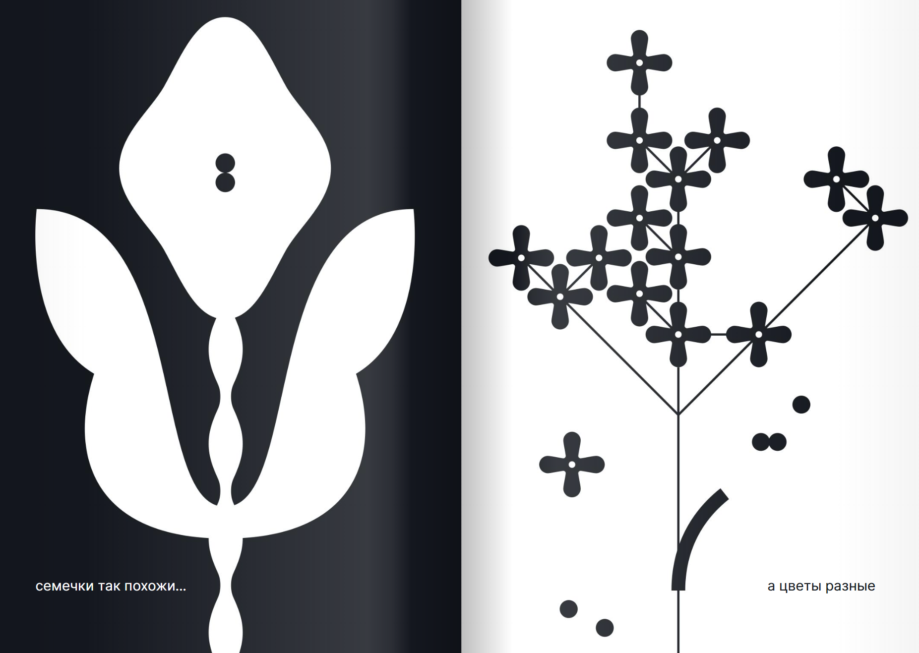 Как семечко становится цветочным полем. Катя Цитрус