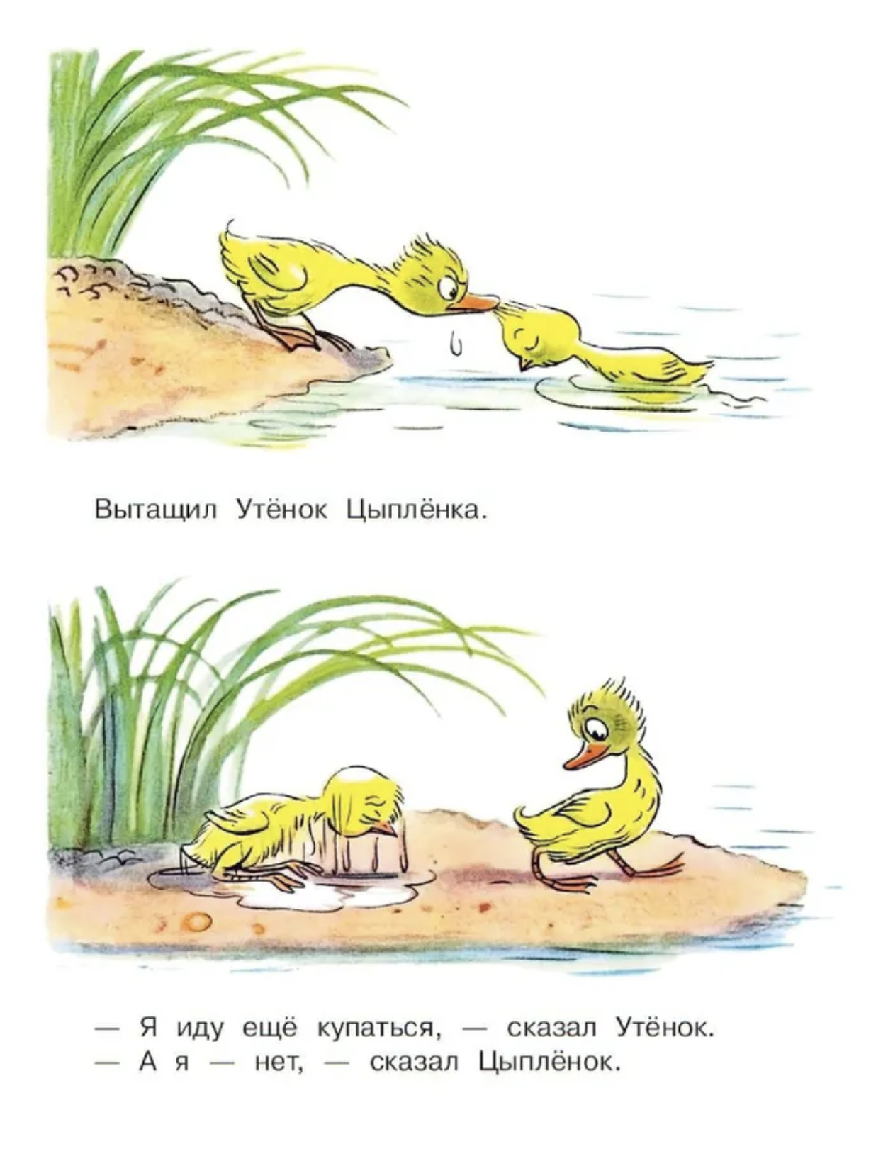 Цыплёнок и Утёнок. В.Сутеев, Малыш читай! Рисунки В.Сутеев