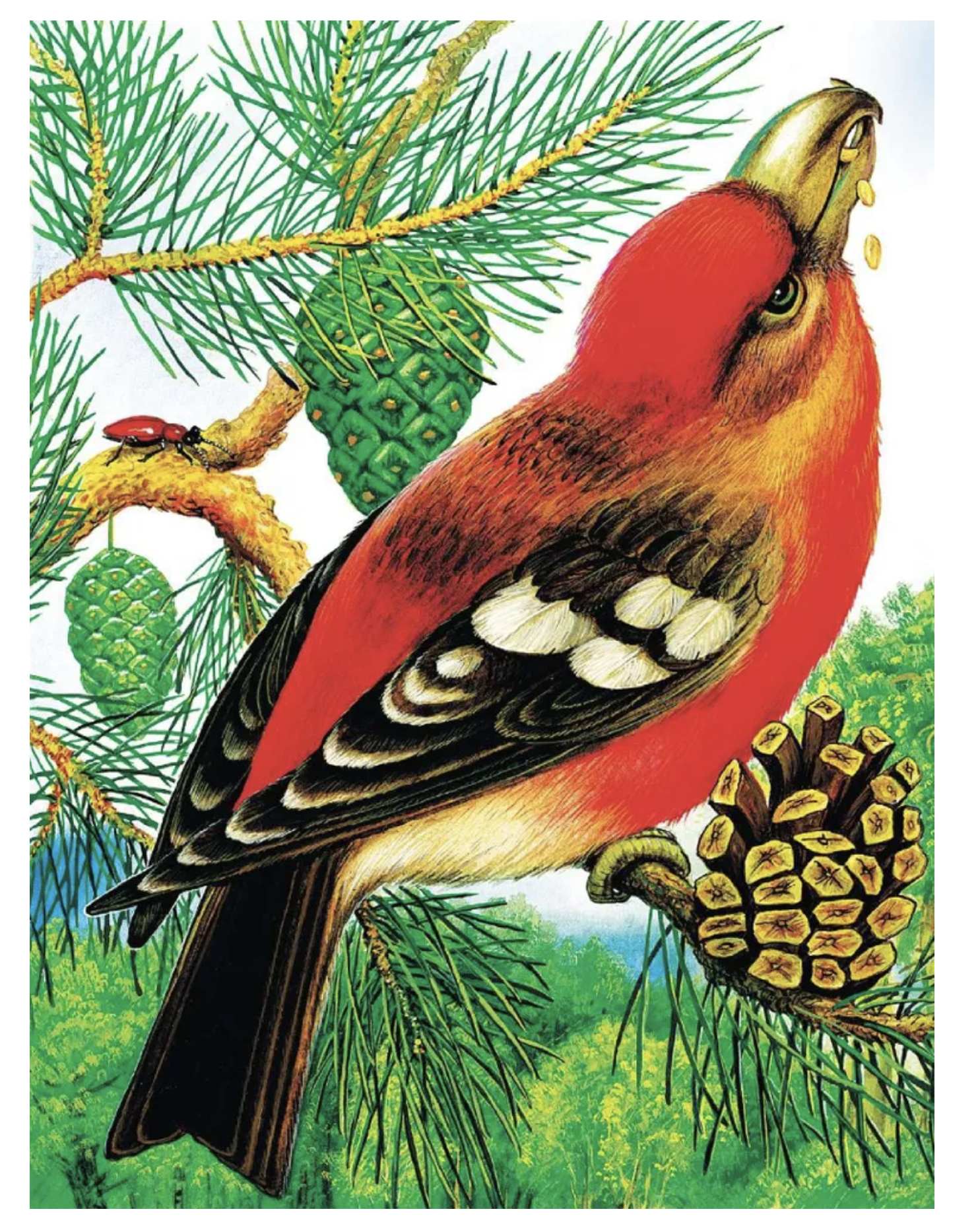 Чей нос лучше? Сказки. Бианки Виталий Валентинович