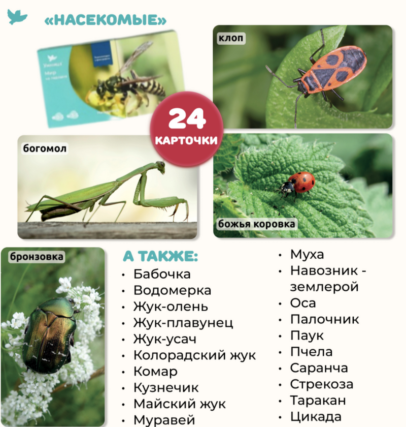 Мир на ладошке "Жираф". Детская энциклопедия в фотографиях. Развивающие карточки для малышей