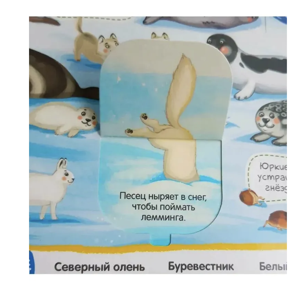 Виммельбух с окошками. Животные