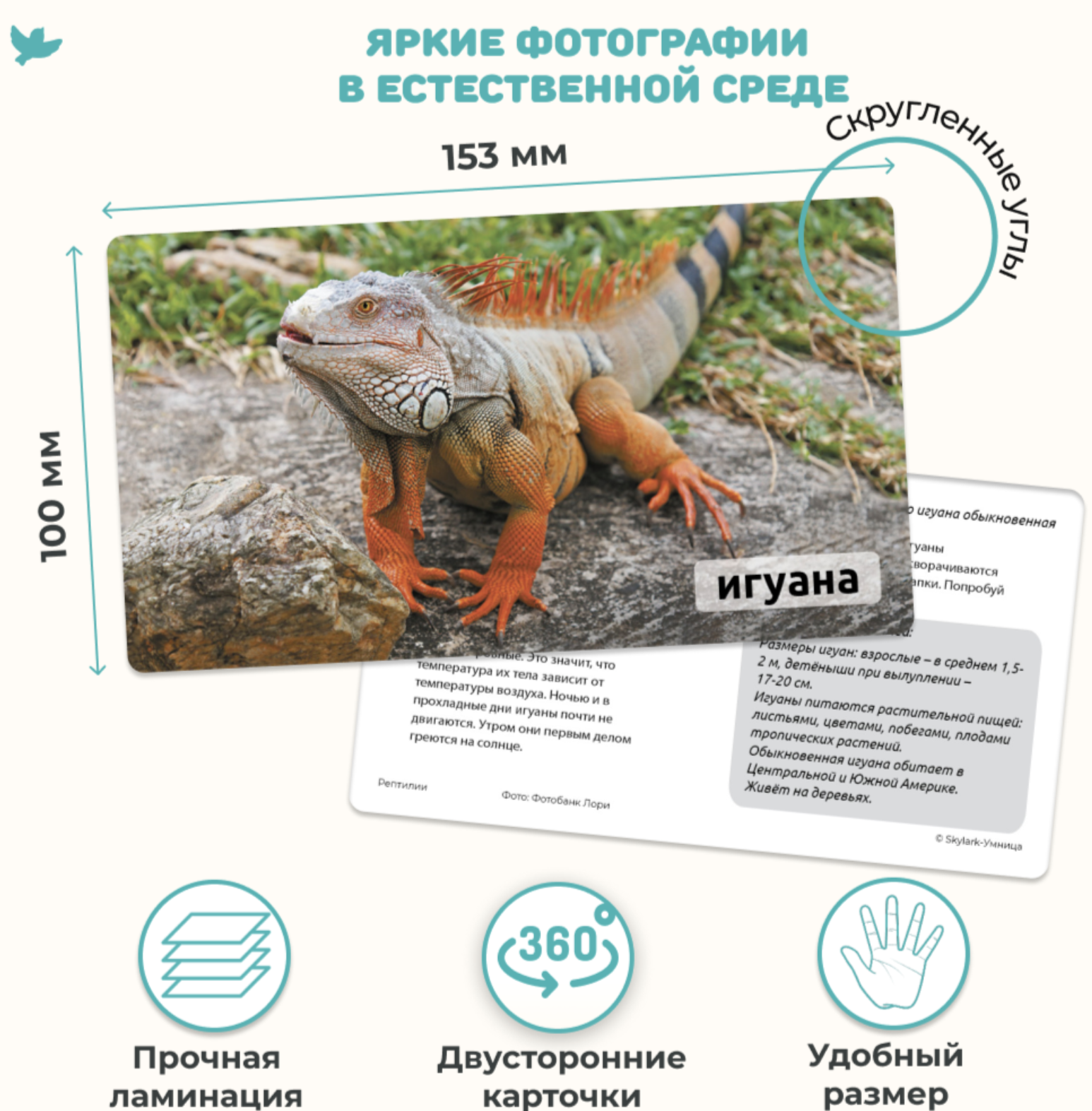 Мир на ладошке "Спорт". Детская энциклопедия в фотографиях. Развивающие карточки для малышей