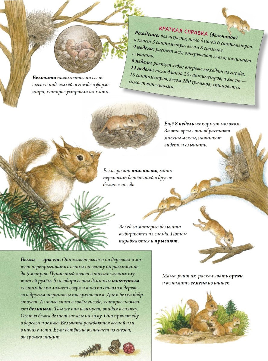 Пушистые малыши. Как растут животные и птицы. Риха С.