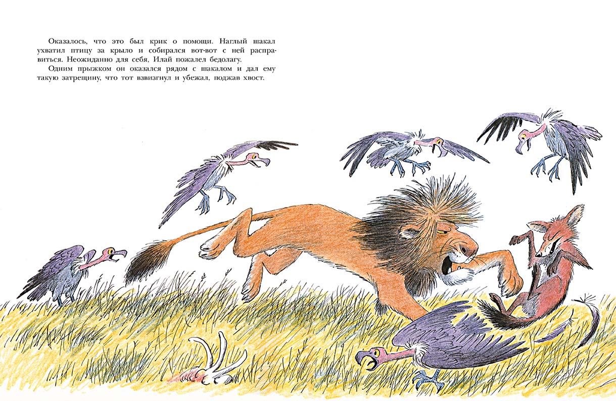 Лев по имени Илай. Пит Билл