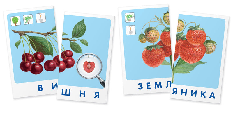 Окружающий мир. Дуб. Мир растений. Набор карточек. Гончарова Е.М.