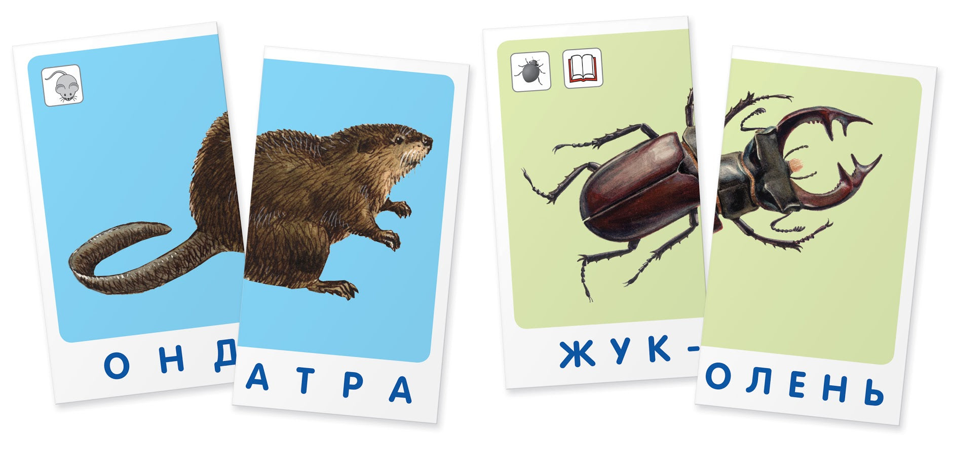 Окружающий мир. Зебра. Мир животных. Набор карточек. Гончарова Е.М.