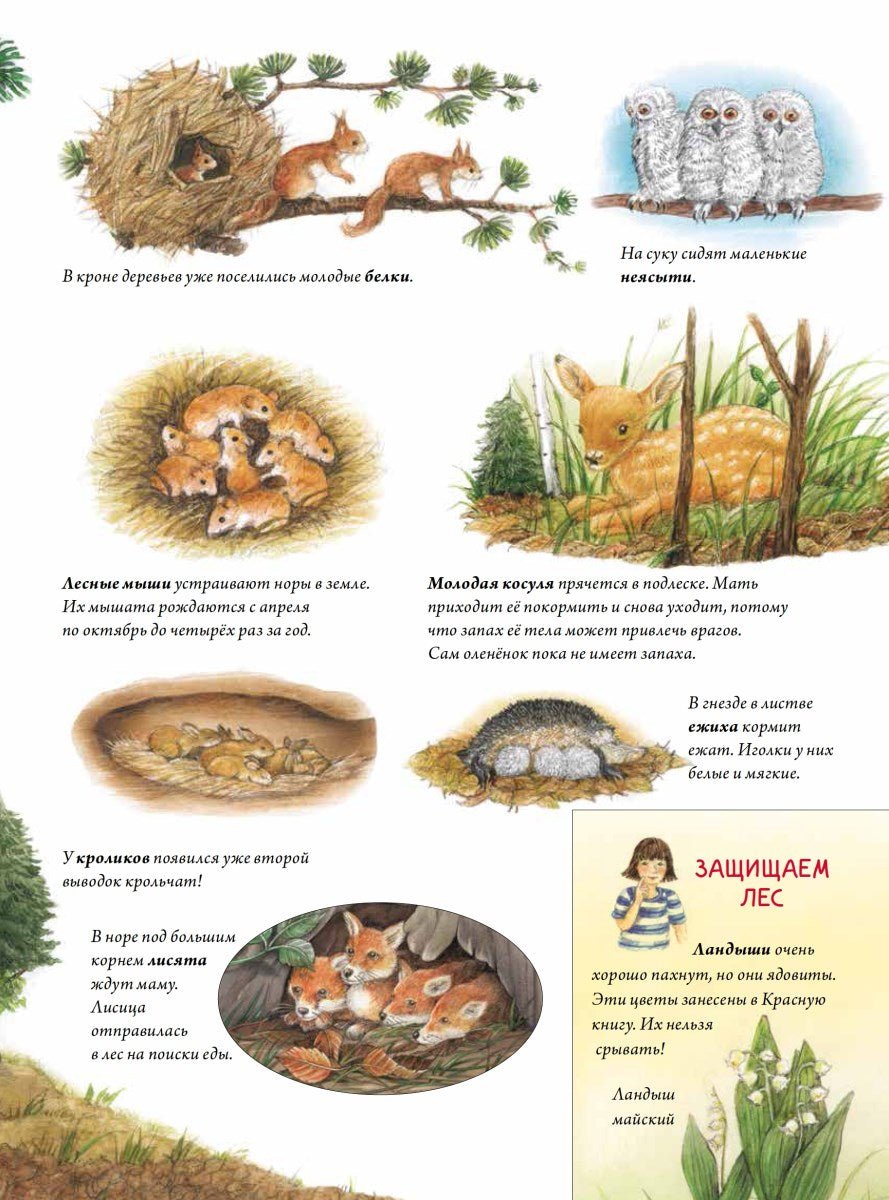 Лесной календарь. Риха С. Я хочу все знать!