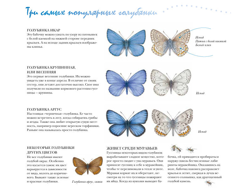 Моя книга бабочек. Стефан Каста