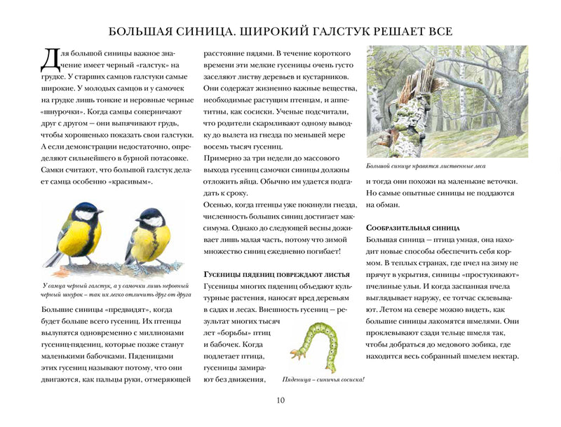 Синицы и их родня. Стефан Каста, Стаффан Ульстрём