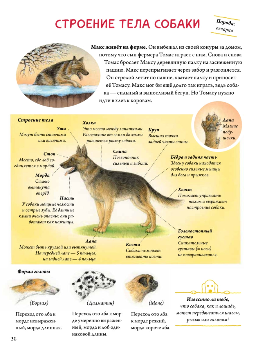 Моя самая красивая книга о кошках и собаках. Сюзанна Риха