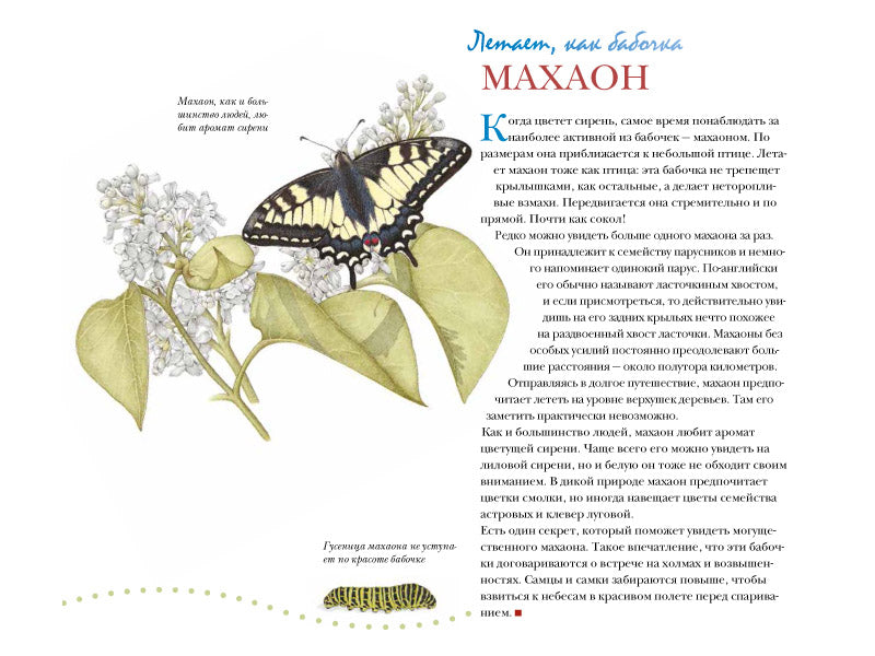 Моя книга бабочек. Стефан Каста